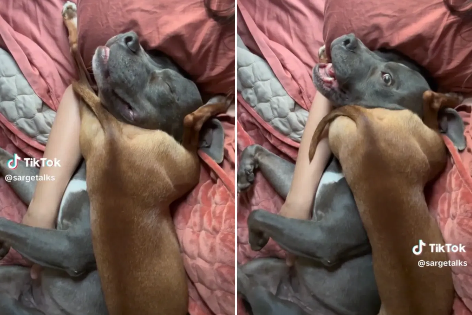 Canela 누운 모습