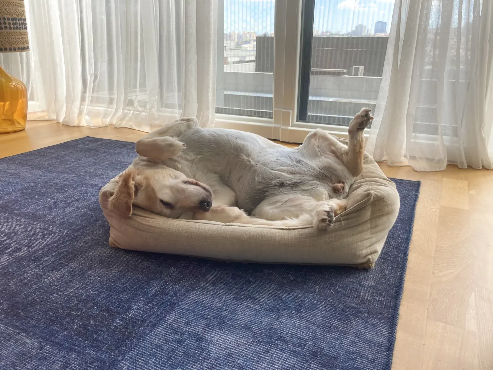 아빠를 강아지 침대로 사용하는 골든 리트리버 강아지