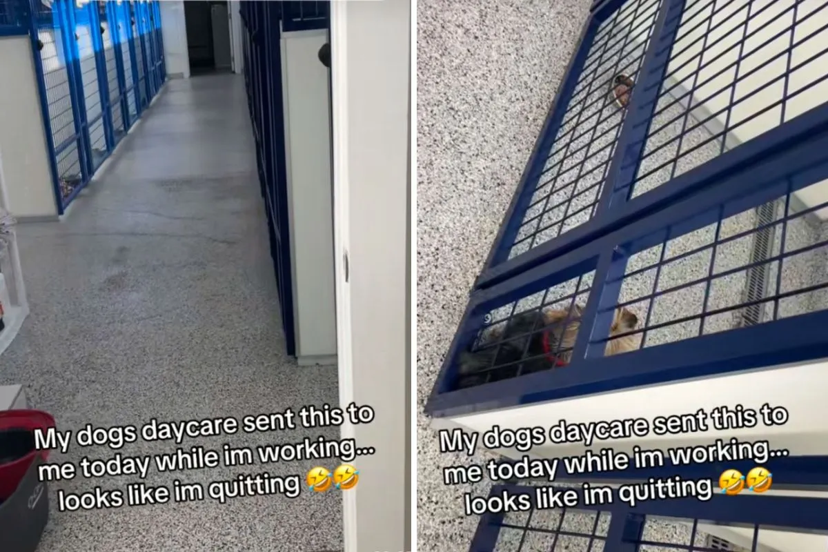 충격받은 주인의 강아지