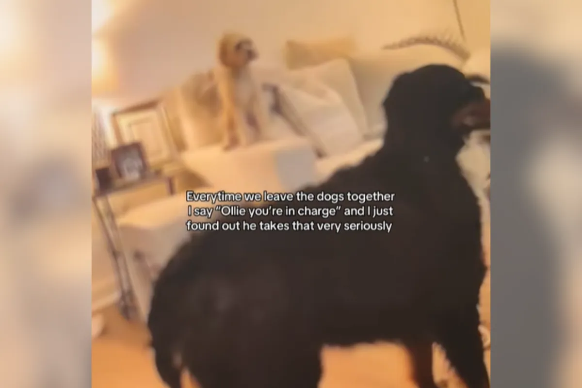 명령하는 꼬리치기 코카푸