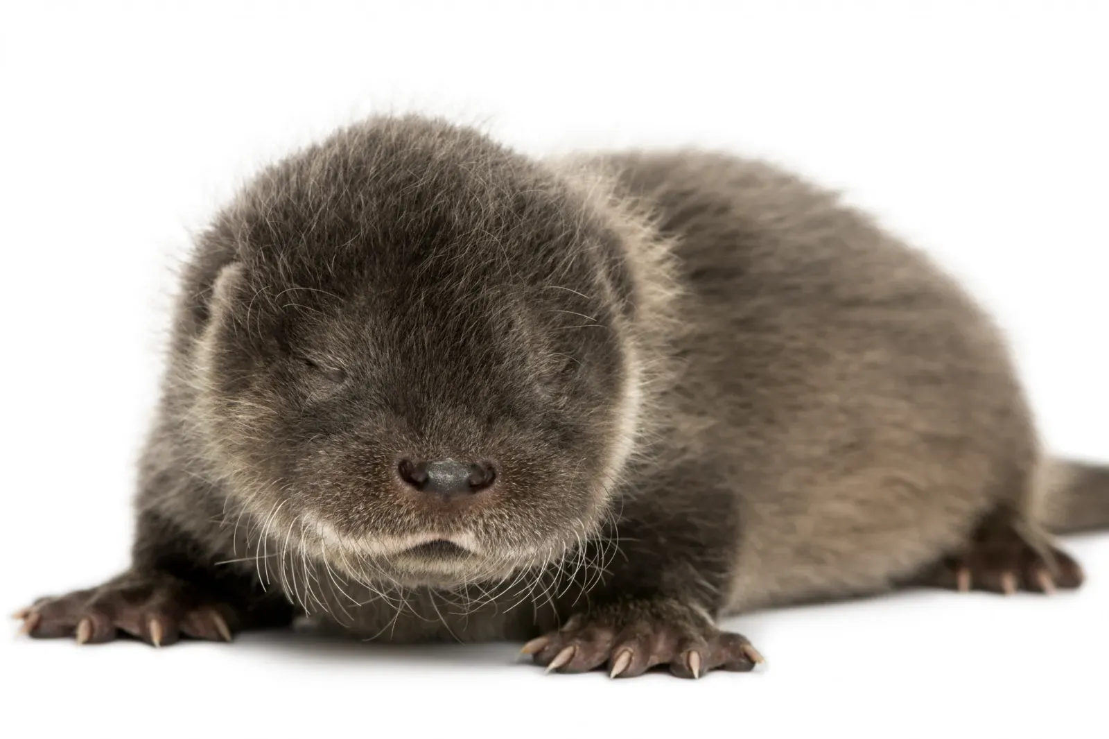 암으로 다리를 잃은 강아지