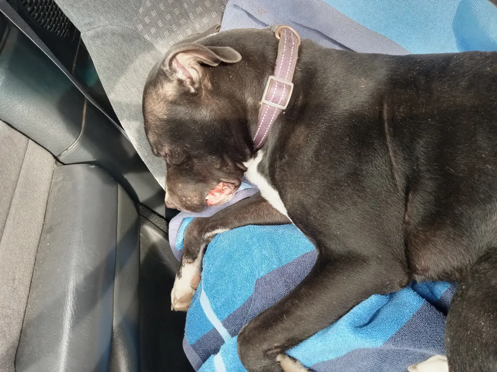 브라이언과 코아, 영웅 강아지