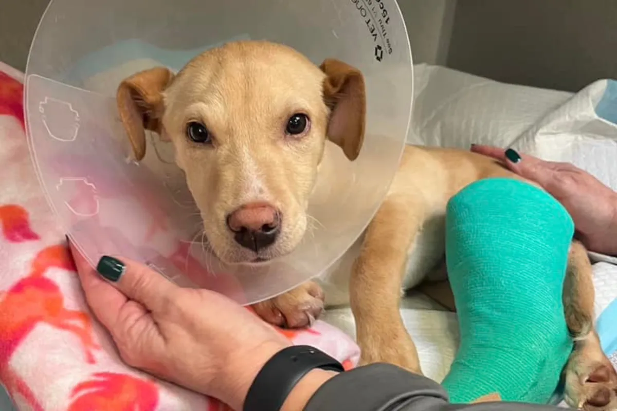 추락 강아지, 두 번의 죽음